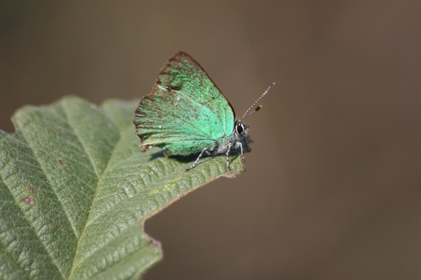 due passi nella brughiera del parco del ticino